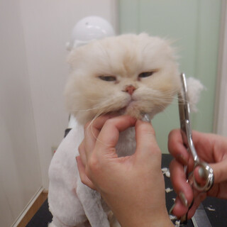 穏やかで性格花丸の可愛い子です。