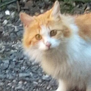 5/27 桃ちゃん譲渡決定  有り難うございました