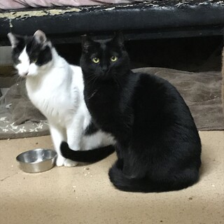 黒猫　メス　すみちゃん