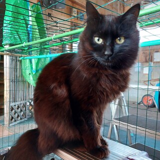 長毛　モフモフ甘えん坊な女の子。