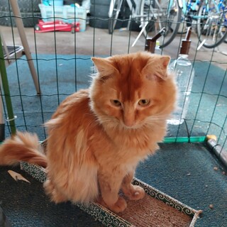 長毛　モフモフ甘えん坊な男の子。