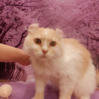 食いしん坊ですが穏やかでいい子です。