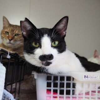 エイズ陽性ですが、元気で懐こい　としき君