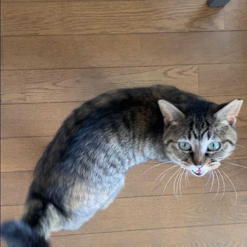 ニャン吉のカバー写真