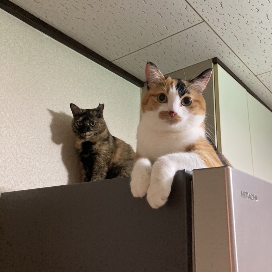 ティアのカバー写真