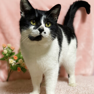 人間大好き！犬みたいに人懐っこい『まる』２歳