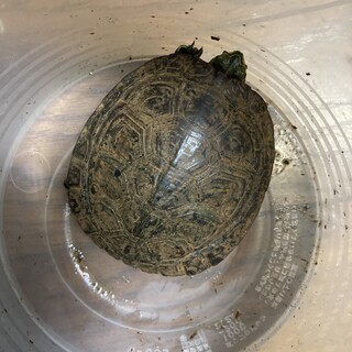 アカミミガメ　甲羅サイズ10cm