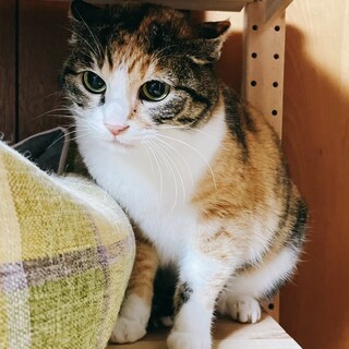 お目目くるくる三毛美猫のマリモ