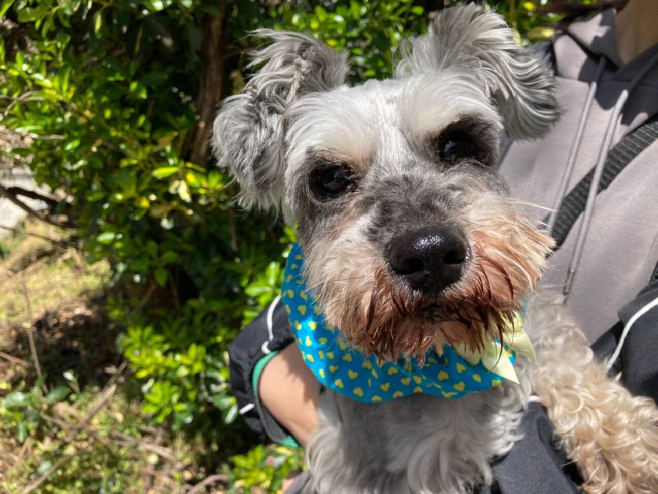 お利巧さんです ミニシュ 奈良県 犬の里親募集 ペットのおうち 月間利用者150万人