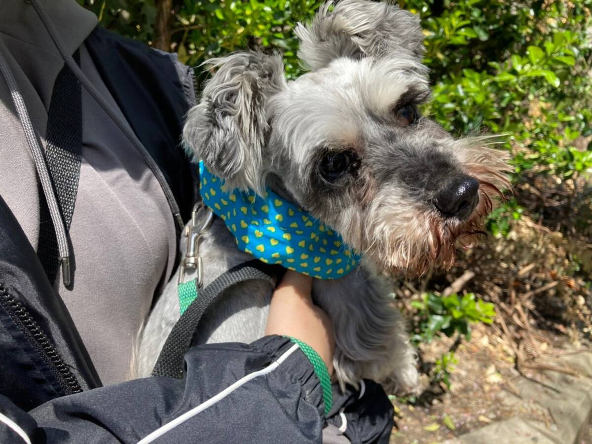 お利巧さんです ミニシュ 奈良県 犬の里親募集 ペットのおうち 月間利用者150万人