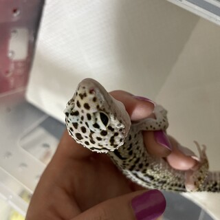 大切にしてくれる人お願いします