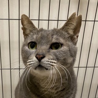 奄美大島から来た珍しいグレーの美人さん