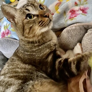 King of 懐き猫！抱っこで寝るのが大好き