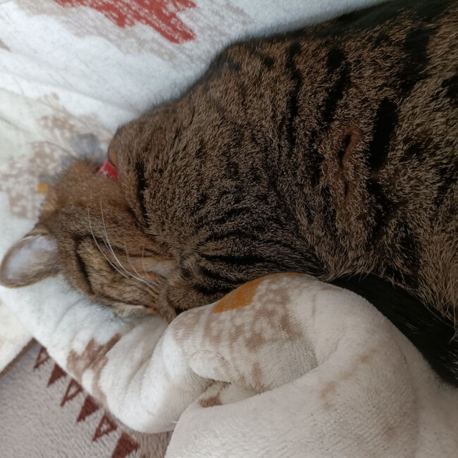 こっちゃん2525のカバー写真