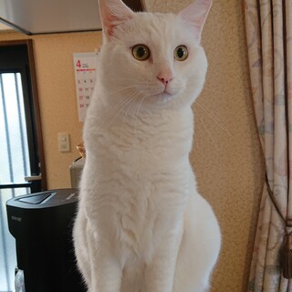 人懐こい白猫の男の子