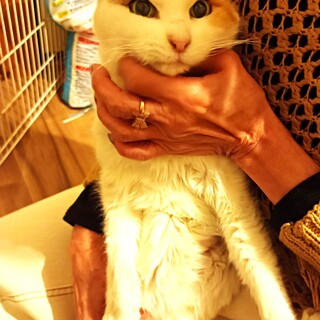 捨てられていた美三毛ちゃん