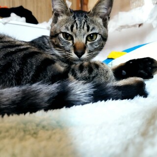 言葉がわかる犬のように遊ぶ楽しい猫ちゃんです