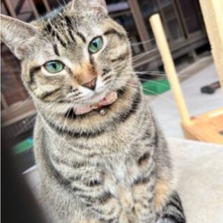 ちょいぽちゃツンデレのキジニャン♡ダイヤ