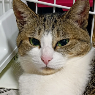 (希望者あり一旦募集中止)「マーガリン」