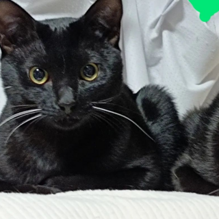 6/19石巻で譲渡会！黒猫兄弟「星仁（せいと）」