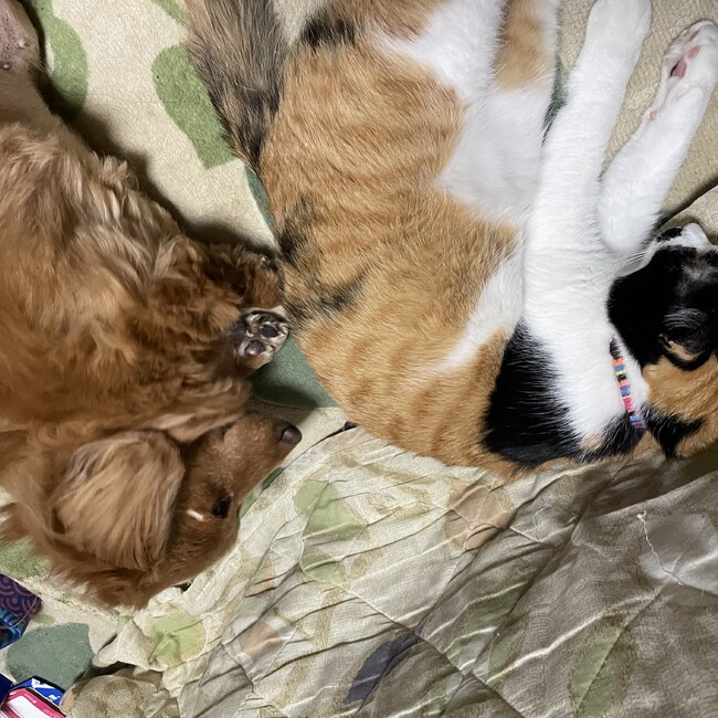 おばさんと猫のカバー写真