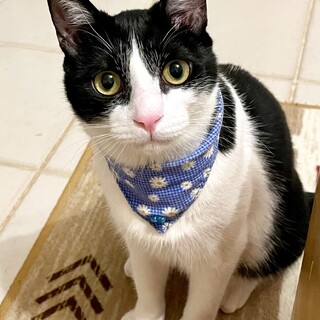 人なつこい１才男の子フィリックスくん動画あり