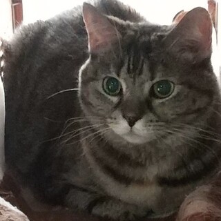 足長マンチカンMIXの成猫の里親募集