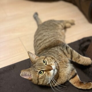 〝とら丸くん〝です♪