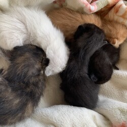 今年の…ちびたん達