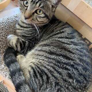 にのくん♂ キジトラ