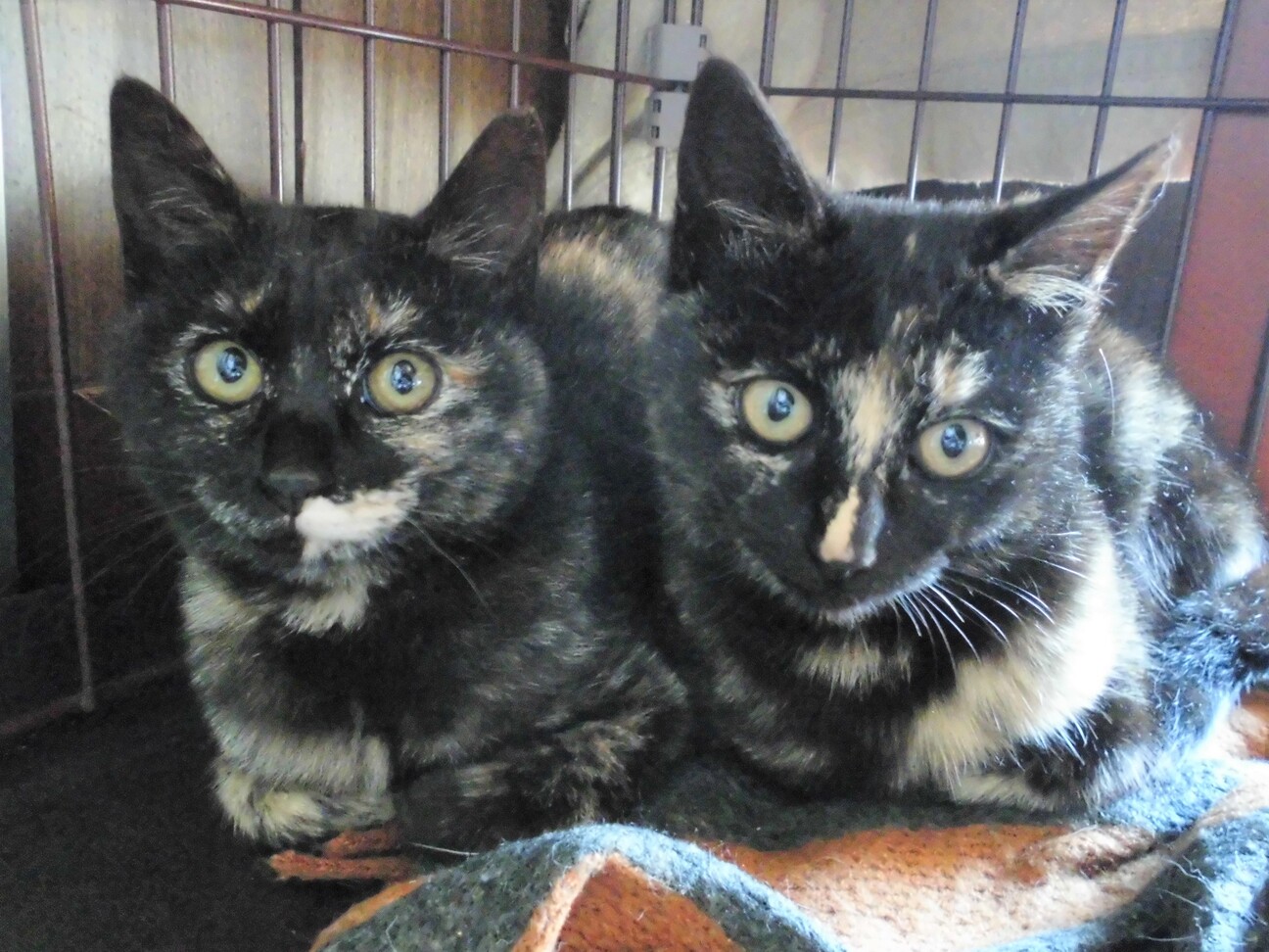 サビ猫界の叶姉妹 実物の 埼玉県 猫の里親募集 ペットのおうち 月間利用者150万人 サビ猫界の叶姉妹 実物の 埼玉県 猫の里親募集 ペットのおうち 月間利用者150万人