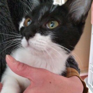 ■カメン　おっとり女子　募集一時ストップします