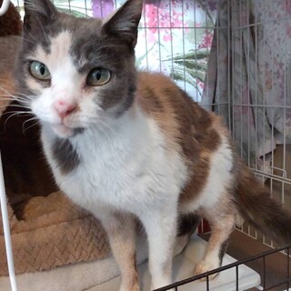■ひじき♀人大好きおばあちゃん猫さん