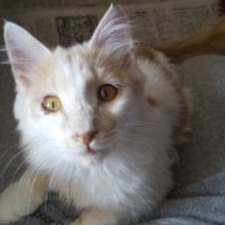 スリスリかなり甘えん坊君毛長君