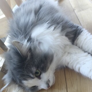 ノルウェージャンフォレストキャット トムくん