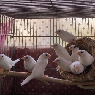 十姉妹（9羽)里親を募集します｡