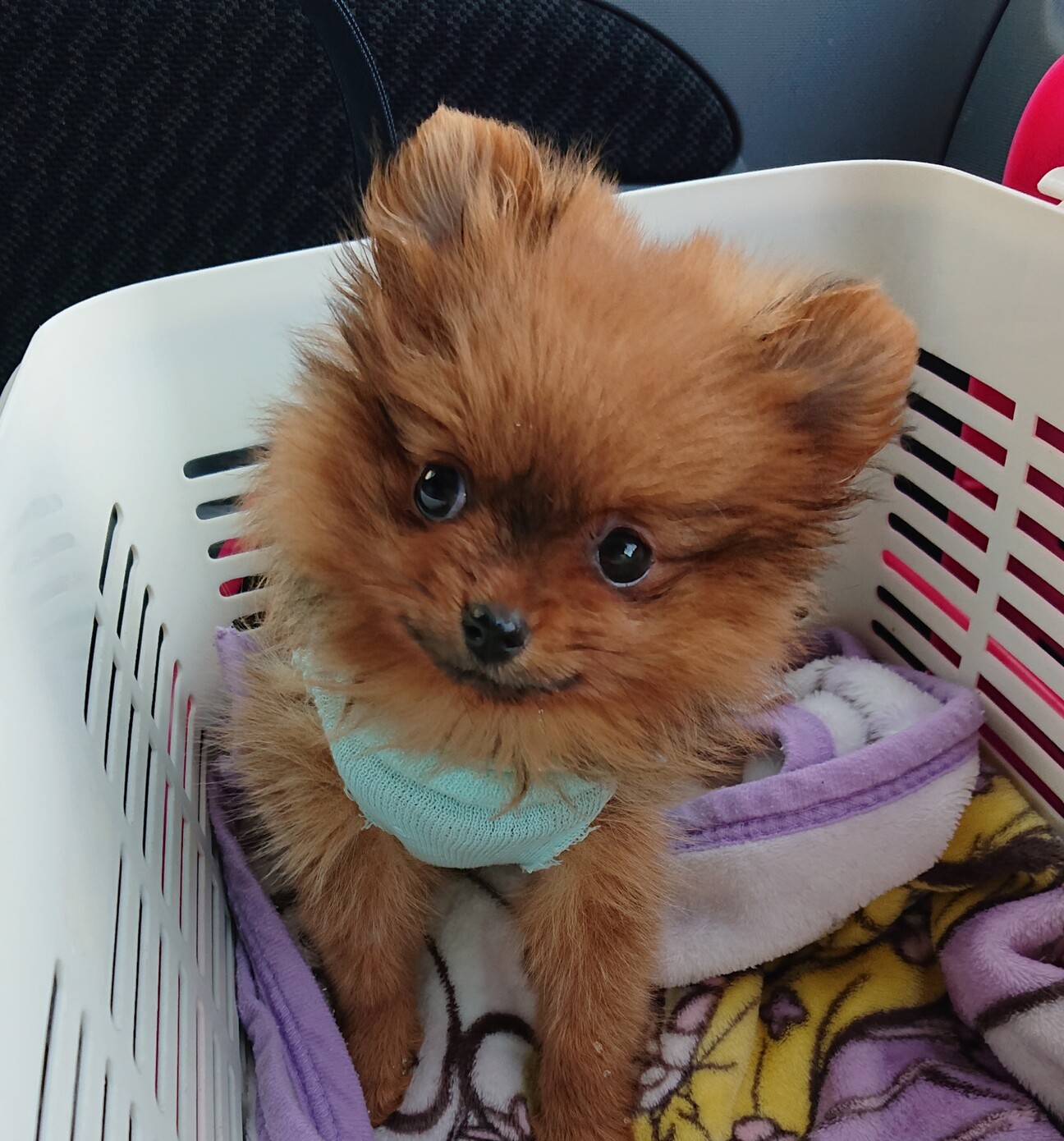 笑顔キラキラ Pdaを乗 神奈川県 犬の里親募集 ペットのおうち 月間利用者150万人