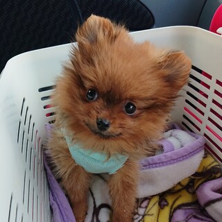 笑顔キラキラ、PDAを乗り越えた子犬のノエルちゃん