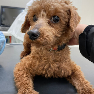 アプリコットトイプードル」神奈川県 - 犬の里親募集(408515