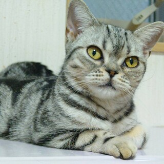 アメリカンショートヘア女の子です