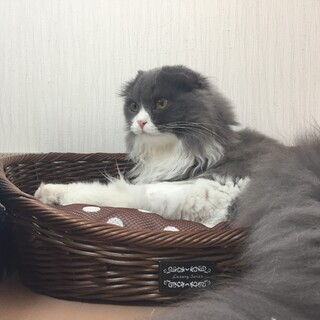 スコティッシュフォールド男の子です
