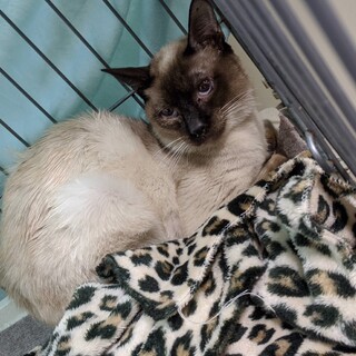 検討中　シャム柄ジョン君