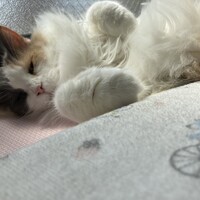 チェルシーデール