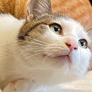 おとなしいサバ白の男の子