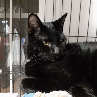 背中やお膝に乗ってくる甘えん坊です☆