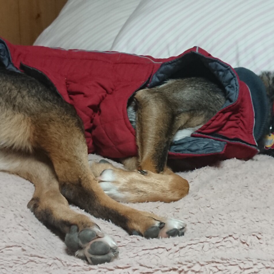 ルナのカバー写真