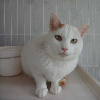 【動画】シャイな女の子☆少しずつ人馴れしています