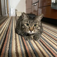 ぽんた
