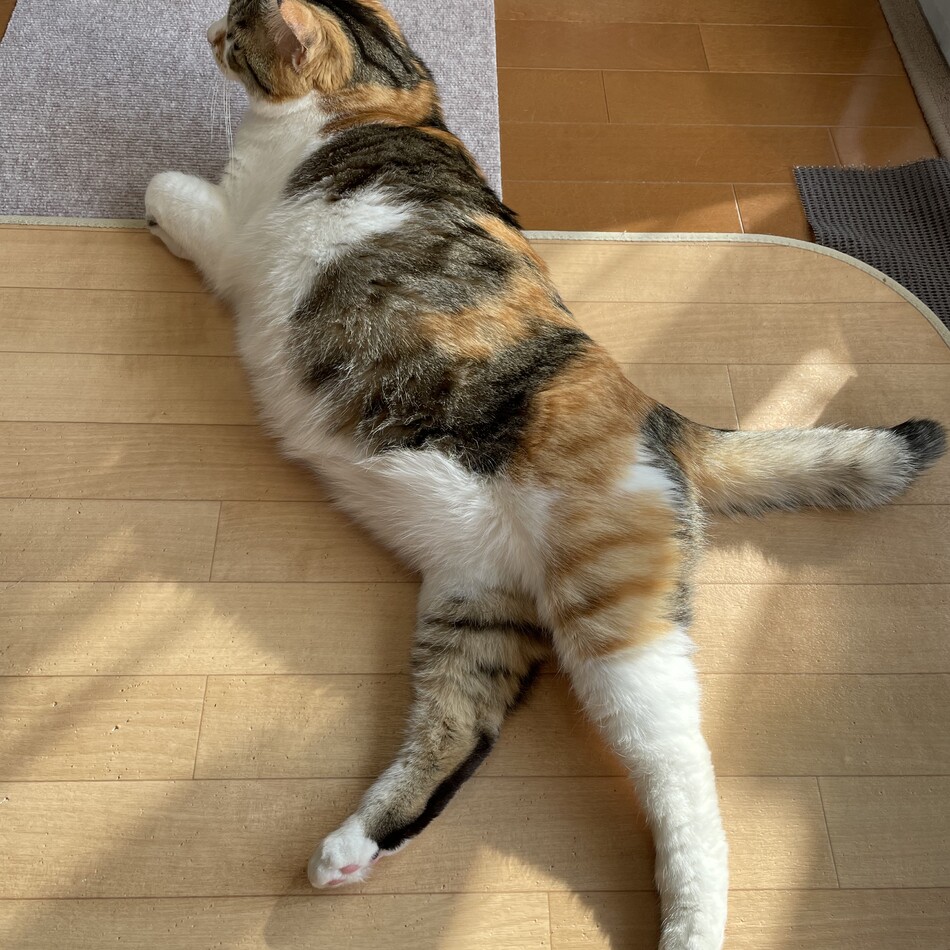 みゅーのカバー写真