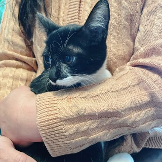 おとなしい白黒女の子のとわちゃん